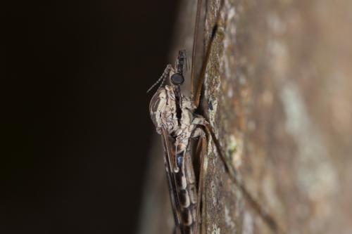 Réf. 201 504 : Tipula rufina